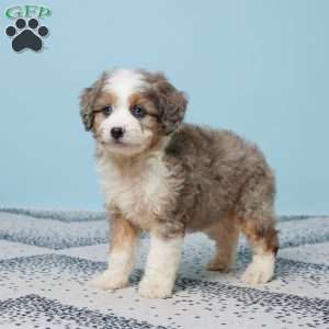 Georgie, Mini Aussiedoodle Puppy